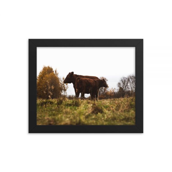 Cattle Camaraderie, Framed Poster, by Garrick Hoffman Photography