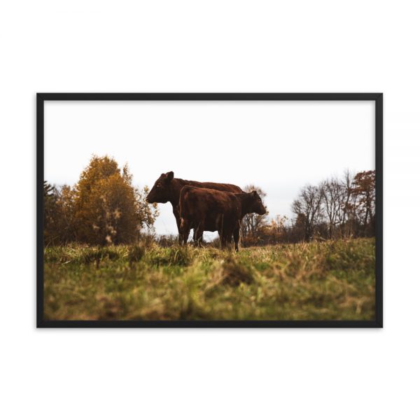 Cattle Camaraderie, Framed Poster, by Garrick Hoffman Photography