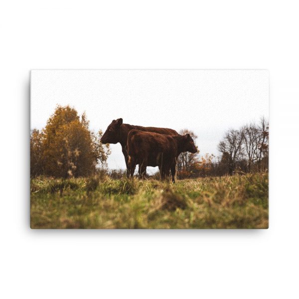 Cattle Camaraderie, Canvas Print, by Garrick Hoffman Photography