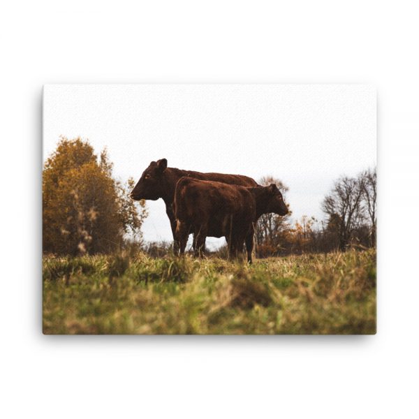 Cattle Camaraderie, Canvas Print, by Garrick Hoffman Photography