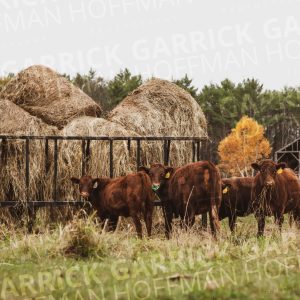 Cows stock photo
